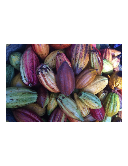 Wise Rootz – Signature Synergy