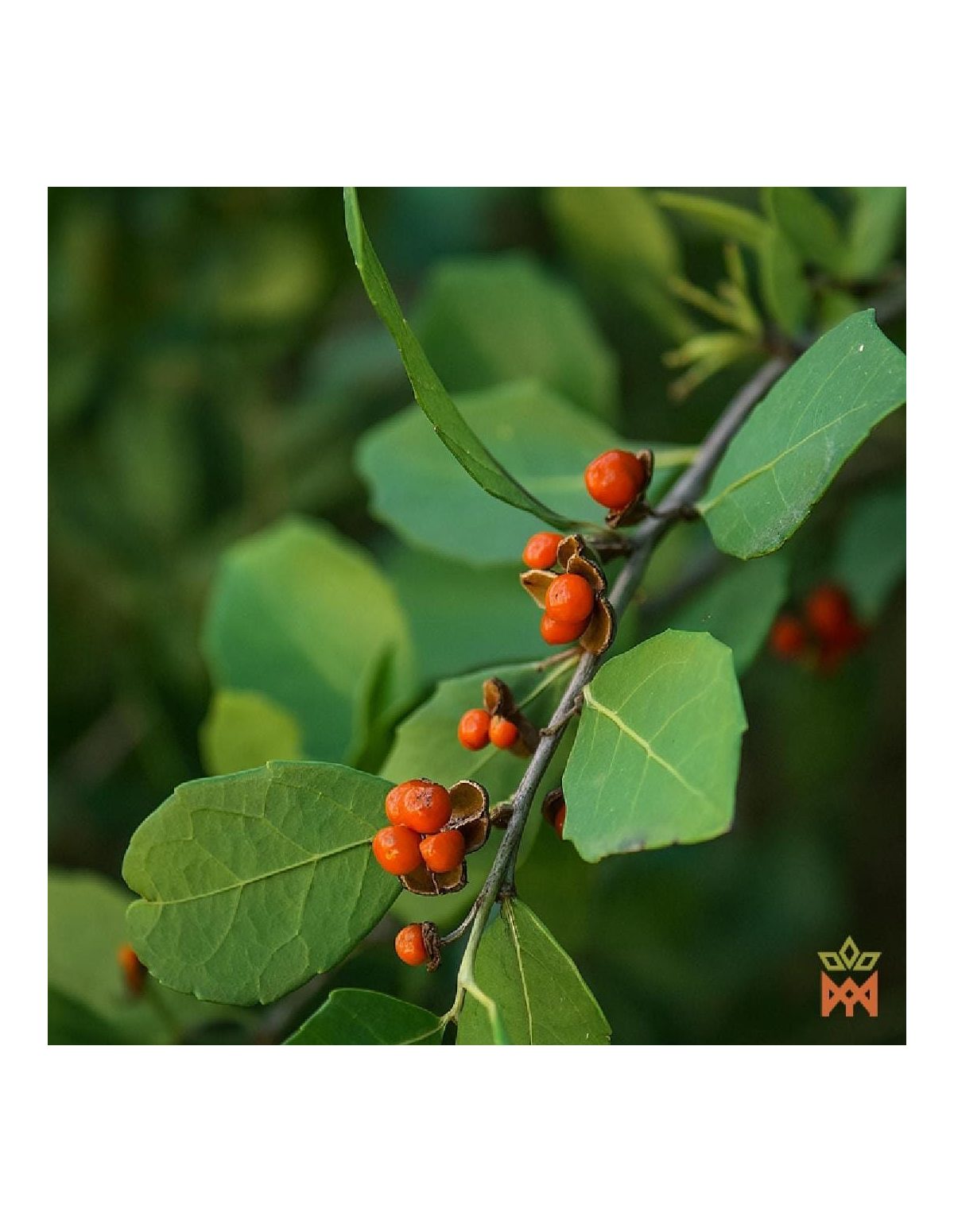 Chuchuhuasi du Pérou - Écorce finement moulue, Maytenus macrocarpa