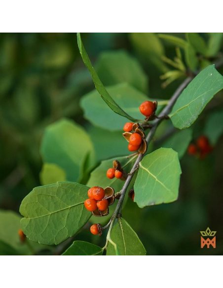 Peruvian Chuchuhuasi - Fine Bark Powder, Maytenus macrocarpa