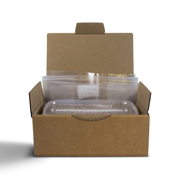 Mazatapec  growkit  - 5 Mazatapec  growkit  - 5