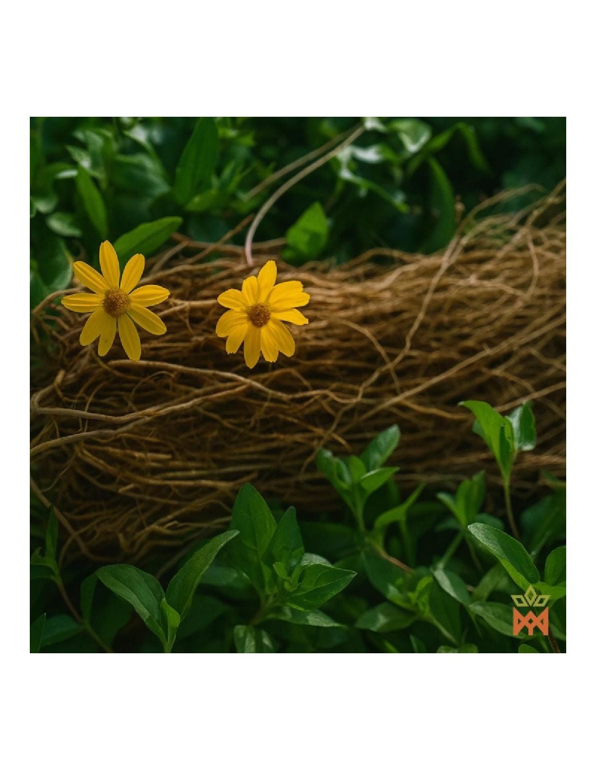 Chilcuague mexicain miel-mandarine - Spray buccal 30 ml, Heliopsis longipes