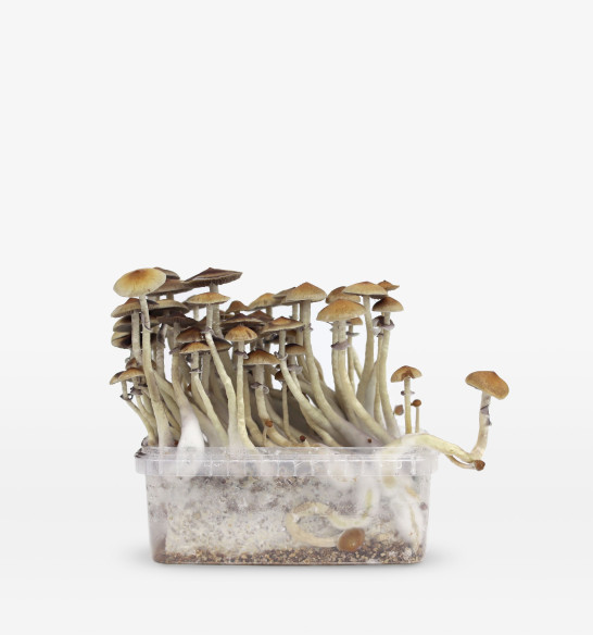 Mazatapec  growkit  - 3 Mazatapec  growkit  - 3