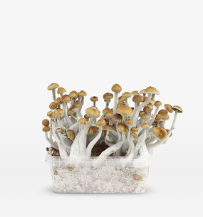 Mazatapec  growkit  - 1