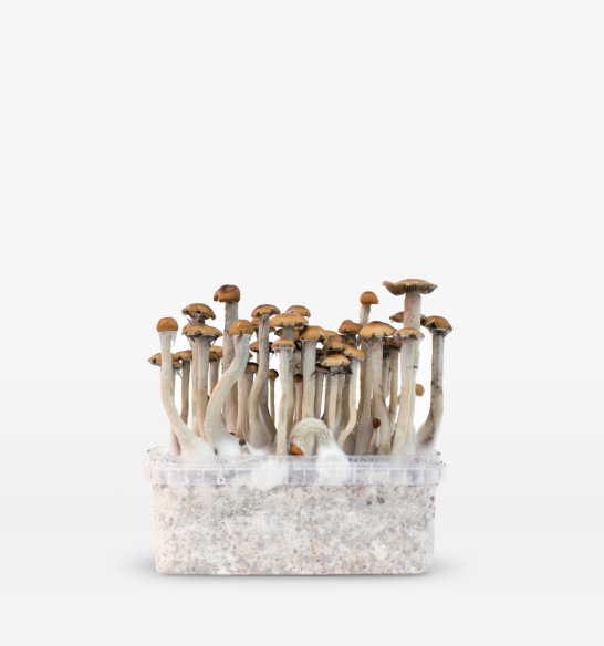 Mazatapec  growkit  - 2 Mazatapec  growkit  - 2