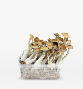 Cambodian growkit  - 1