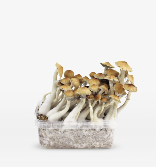 Cambodian growkit  - 1 Cambodian growkit  - 1