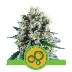 Bubble Kush Automatic - Royal Queen Seeds  - 1