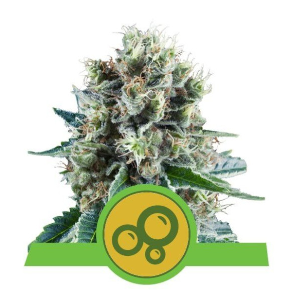 Bubble Kush Automatic - Royal Queen Seeds  - 1 Bubble Kush Automatic - Royal Queen Seeds  - 1