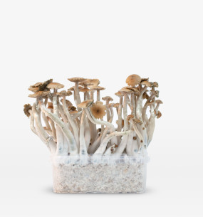 Mckennaii growkit  - 1
