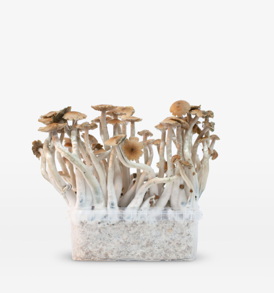 Mckennaii growkit  - 1 Mckennaii growkit  - 1