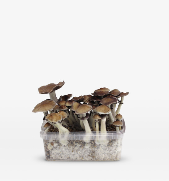 Ban Hua Thai growkit  - 1 Ban Hua Thai growkit  - 1