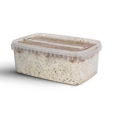 Ban Hua Thai growkit  - 3