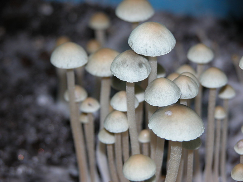 Panaeolus Copelandia Cyanescens Hawaiian Growkit Mycotek - 6