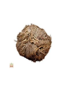 Vraie rose de Jéricho - Plante entière séchée, Anastatica...