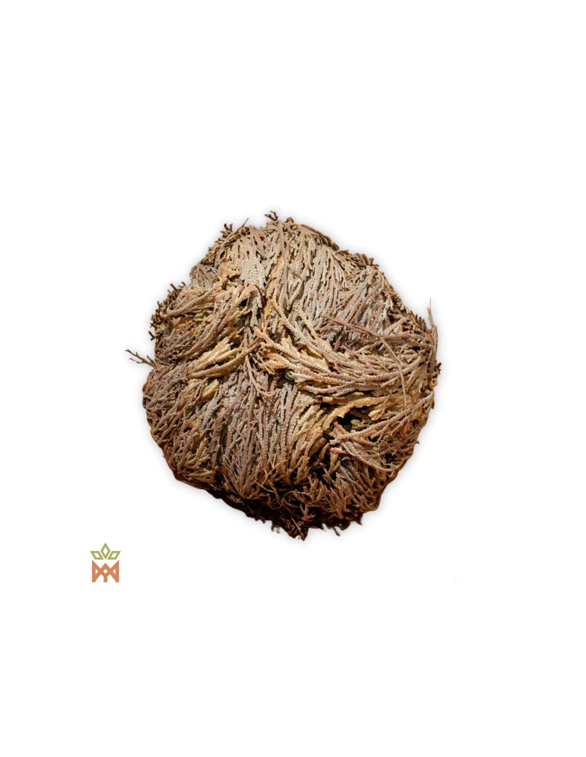 Vraie rose de Jéricho - Plante entière séchée, Anastatica herochuntica