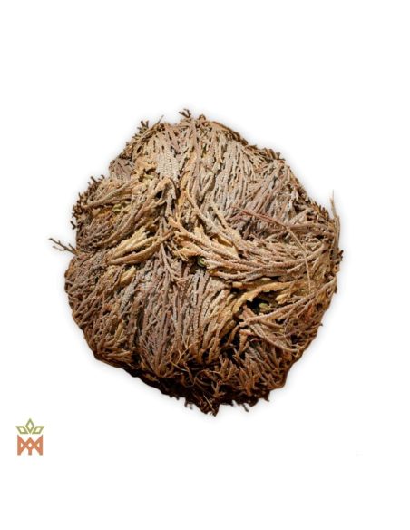 Vraie rose de Jéricho - Plante entière séchée, Anastatica herochuntica