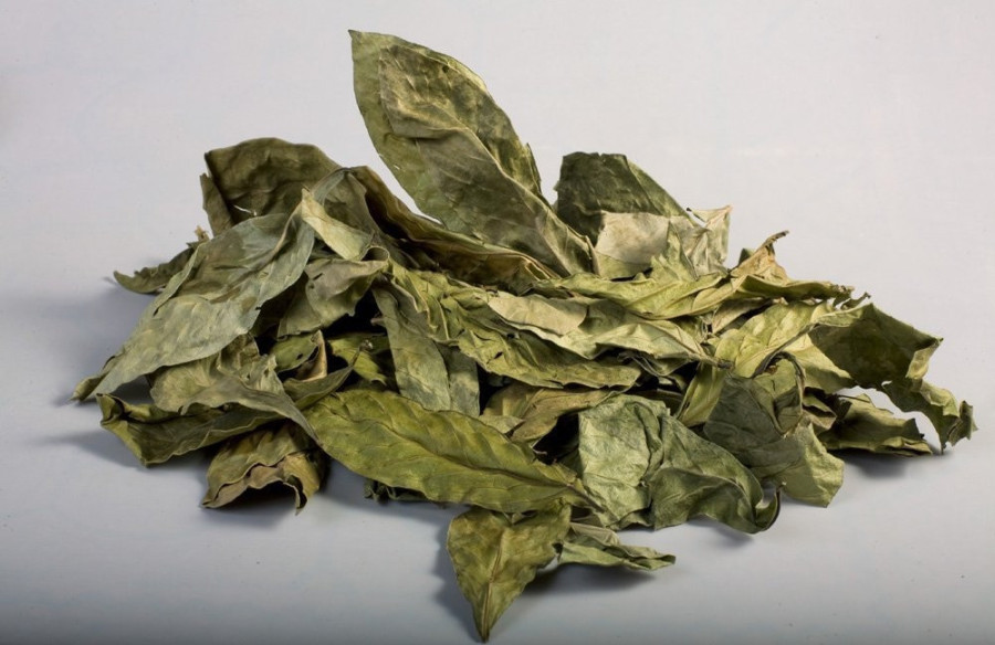Chacruna - Psychotria viridis Herborist - 2 Chacruna - Psychotria viridis Herborist - 2
