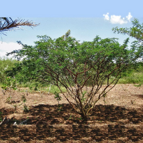 Mimosa - Mimosa Hostilis root bark Chopped [ MHRB ] Herborist - 3