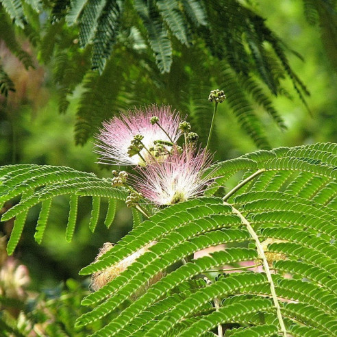 Mimosa - Mimosa Hostilis root bark Chopped [ MHRB ] Herborist - 4