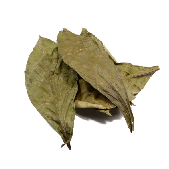 Chacruna - Psychotria viridis Herborist - 3 Chacruna - Psychotria viridis Herborist - 3