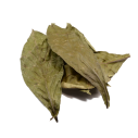 Psychotria viridis - Chacruna  - 2
