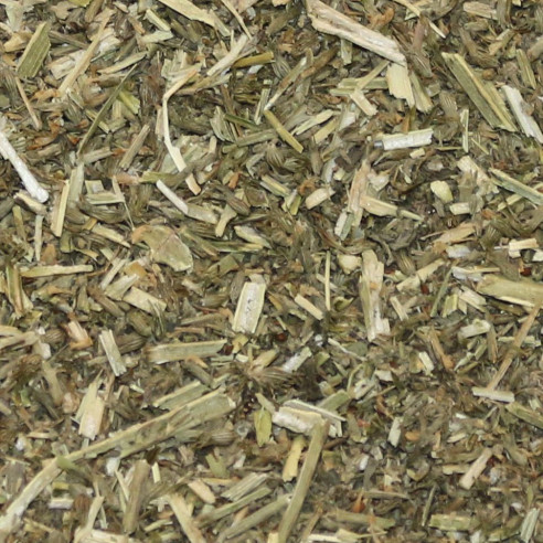 Catnip - Nepeta cataria