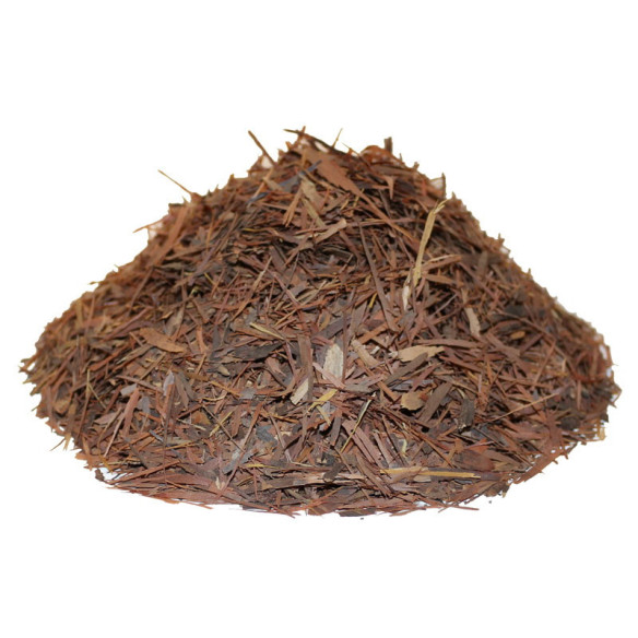 Pau D'arco - Tabebuia impetiginosa - Tabebuia avellanedae  - 2 Pau D'arco - Tabebuia impetiginosa - Tabebuia avellanedae  - 2