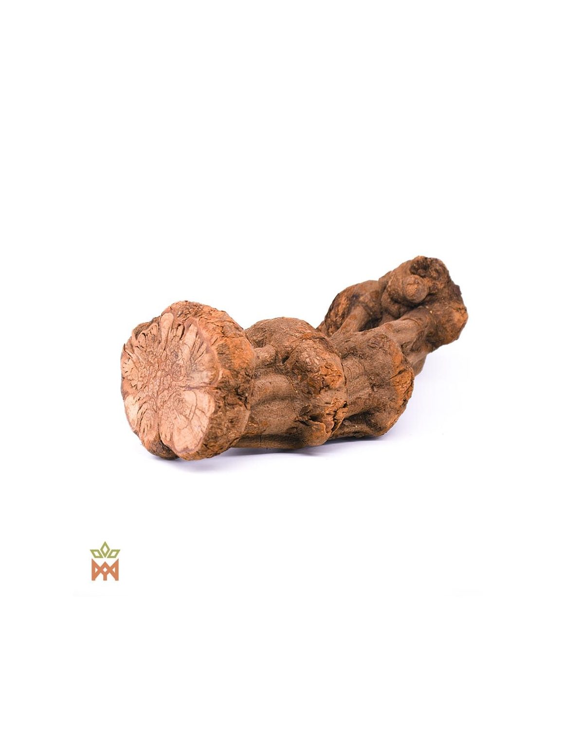 Caupuri-Caapi aus Brasilien - Ganze Dekorationsliane, Banisteriopsis Caapi