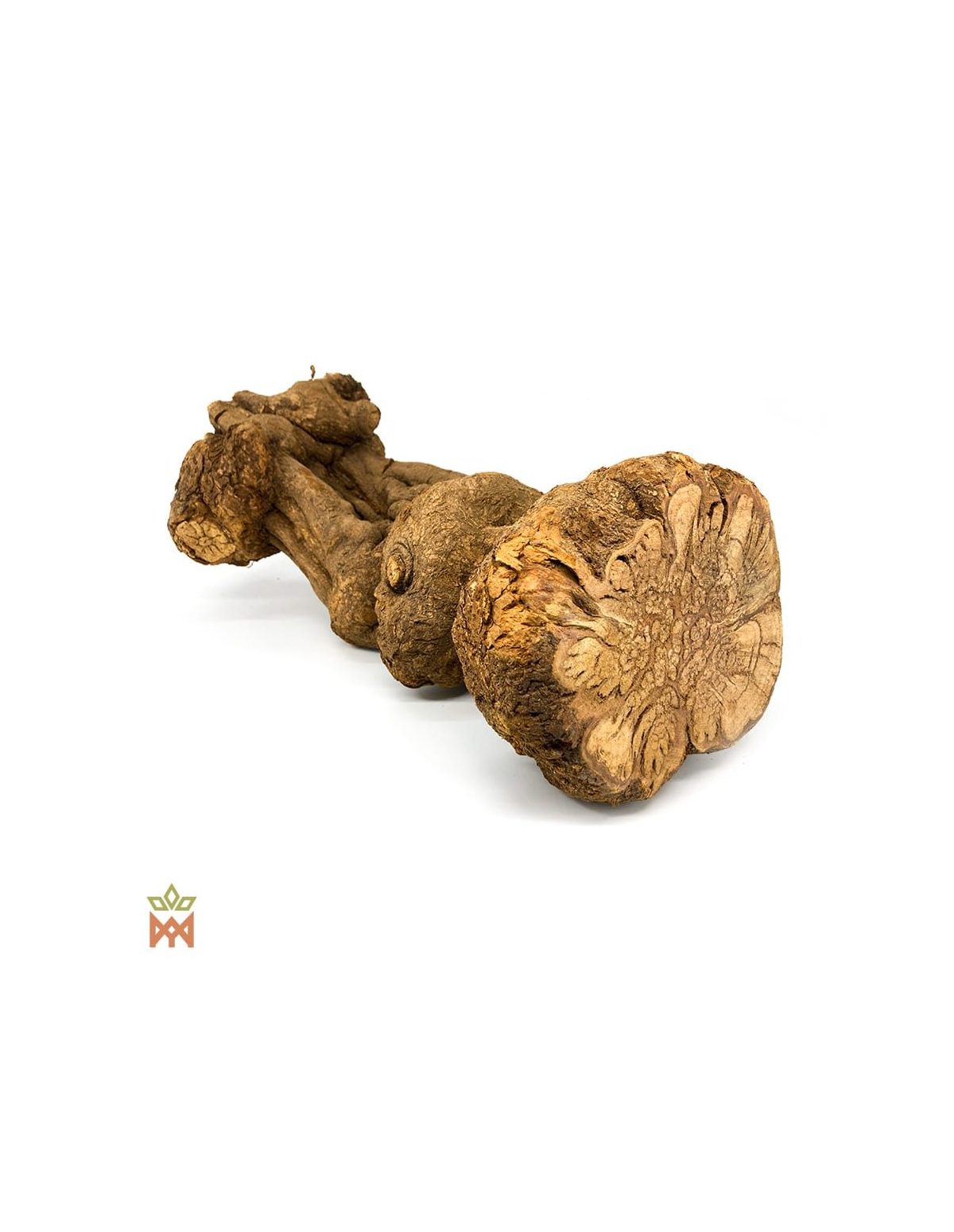 Caupuri-Caapi aus Brasilien - Ganze Dekorationsliane, Banisteriopsis Caapi
