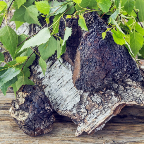 Chaga (Pakuri) Liquid Extract ORGANIC Mycotrop - 2