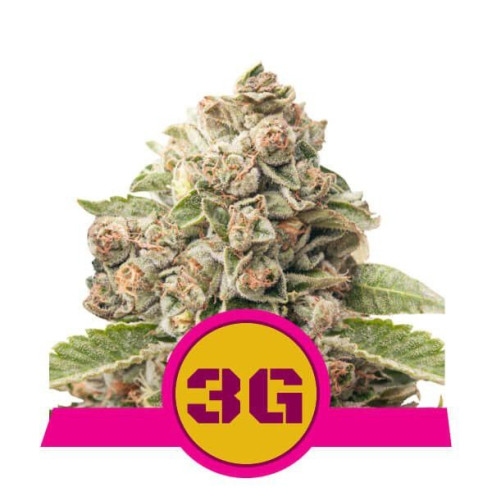 Triple G - Royal Queen Seeds  - 1