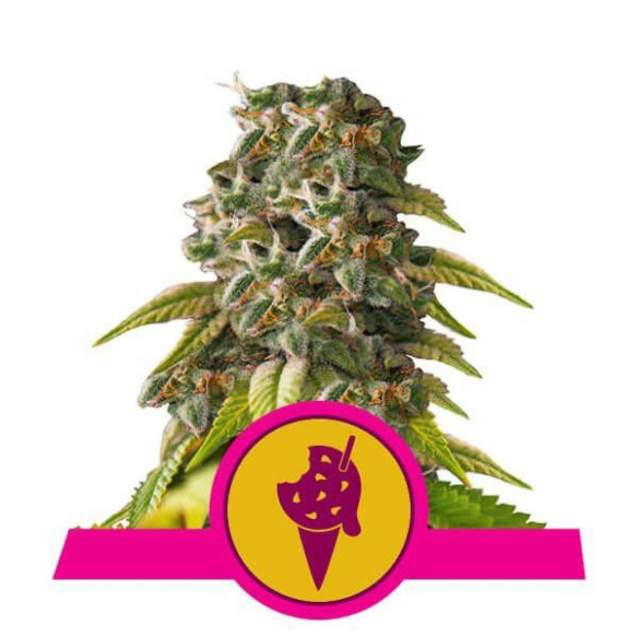 Cookies Gelato - Royal Queen Seeds  - 1 Cookies Gelato - Royal Queen Seeds  - 1