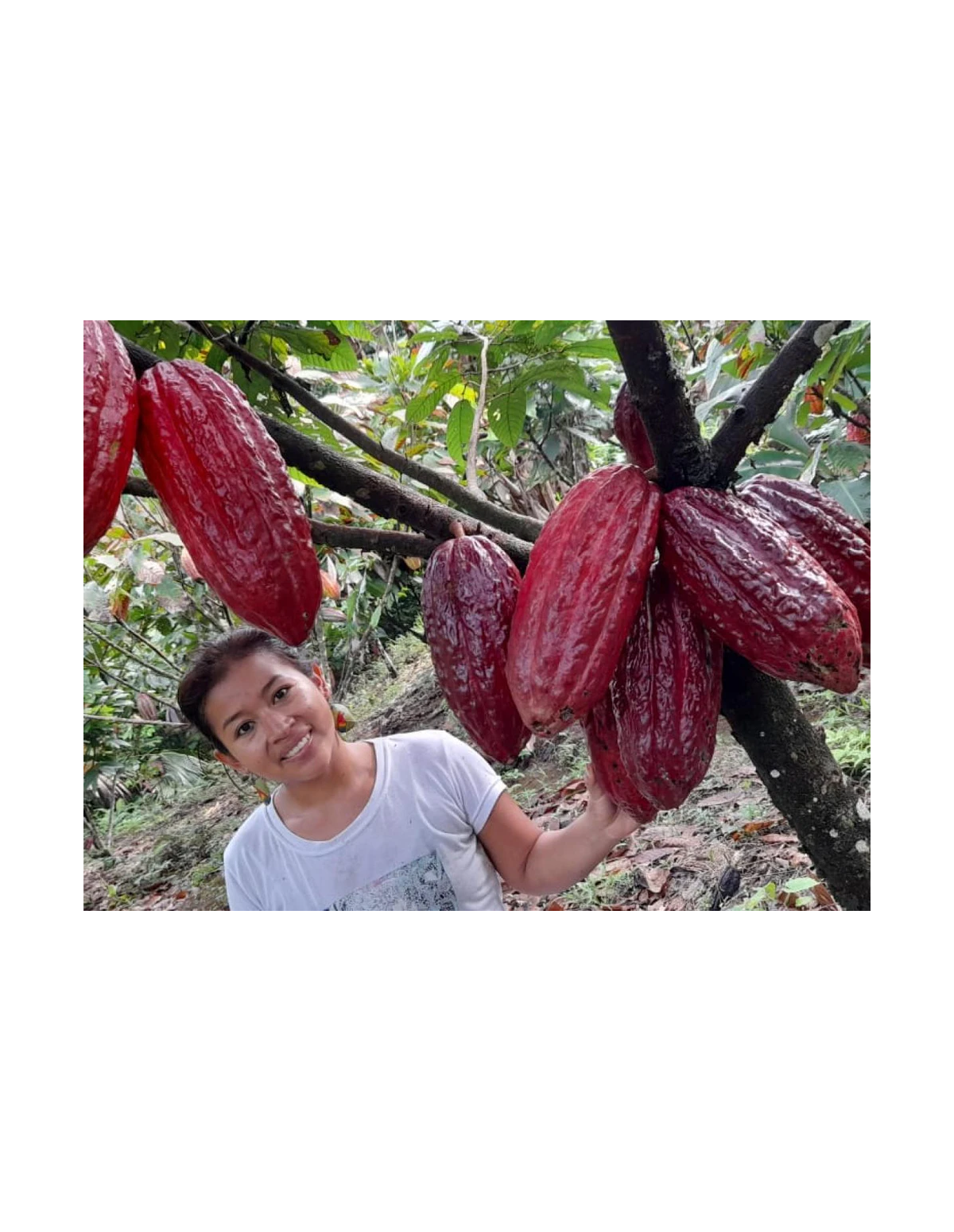Putumayo-Kakao aus Kolumbien - Roher 450-g-Samenblock, Theobroma cacao