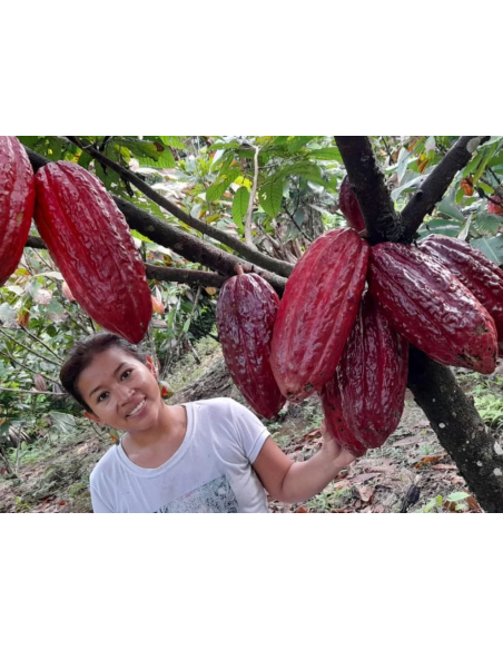 Putumayo Cacao from Colombia - Raw 450 g Seed Bar, Theobroma cacao