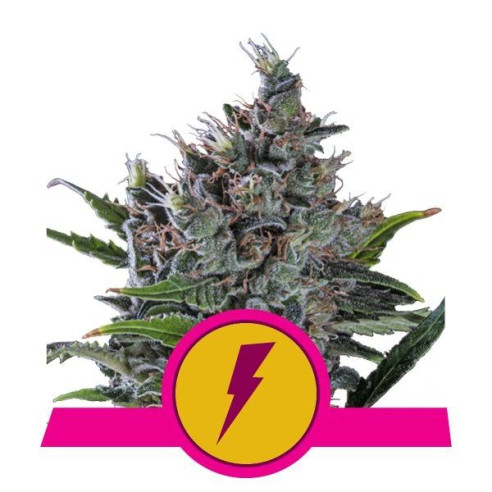 North Thunderfuck - Royal Queen Seeds