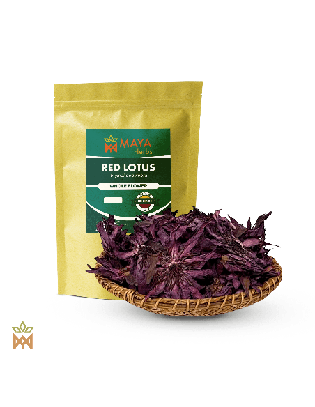 Heiliger Lotus aus Indien - Ganze Blüte, Nelumbo nucifera