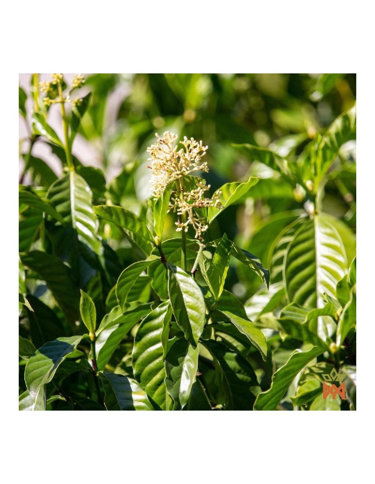 Shipibo Chacruna from Peru - Whole Leaves, Psychotria viridis