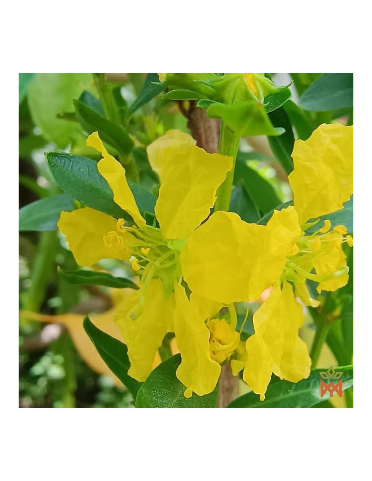 Sinicuichi aus Mexiko - Zerkleinerte Blätter, Heimia salicifolia