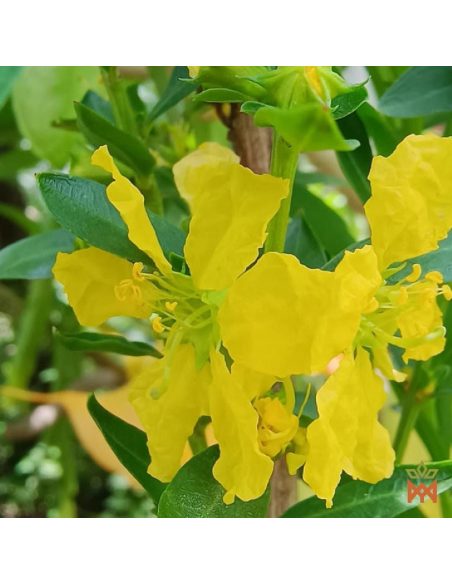 Sinicuichi from Mexico - Shredded Leaves, Heimia salicifolia