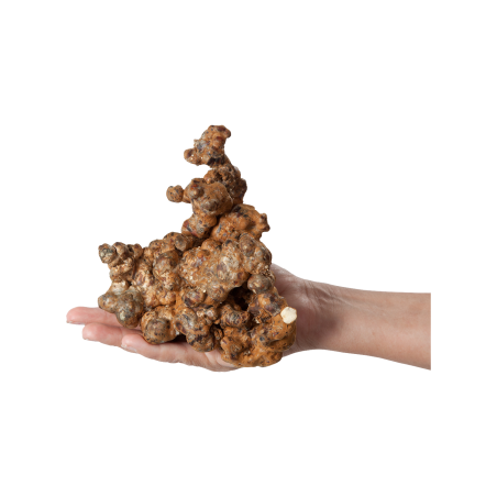 Magic Truffles - Psilocybe UTOPIA - Mycotek 25 GR