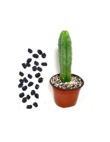 San Pedro - Trichocereus pachanoi