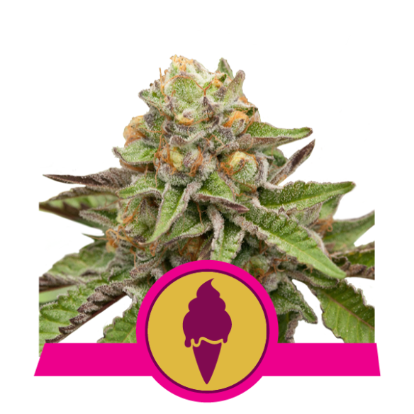 Green Gelato - Royal Queen Seeds  - 1 Green Gelato - Royal Queen Seeds  - 1