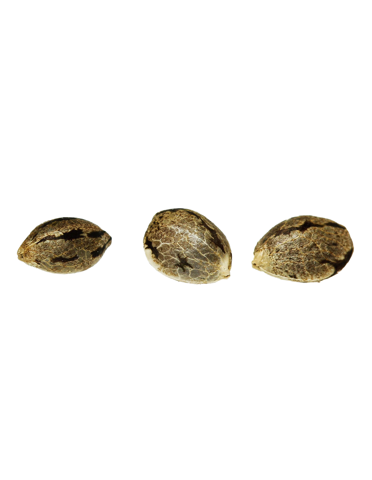 FREE GIFT : Seeds