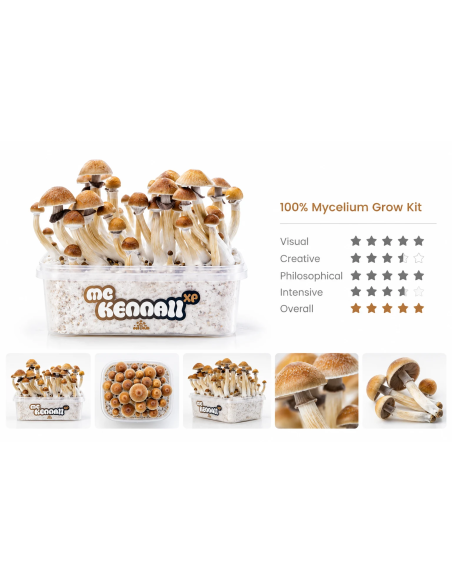 Fresh Mushrooms Growkit - MCKENNAII