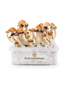 Fresh Mushrooms Growkit - MCKENNAII