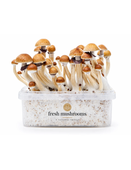 Fresh Mushrooms Growkit - MCKENNAII
