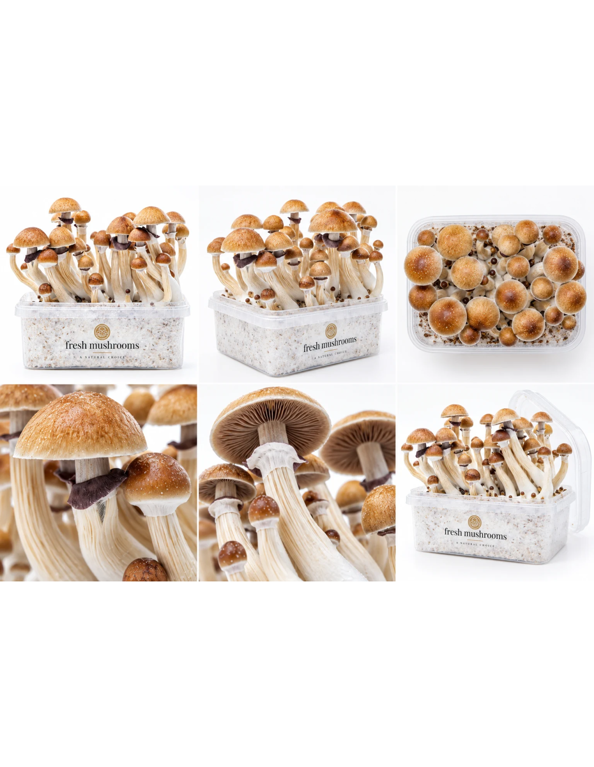 Fresh Mushrooms Growkit - MCKENNAII