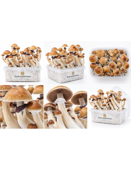 Fresh Mushrooms Growkit - MCKENNAII