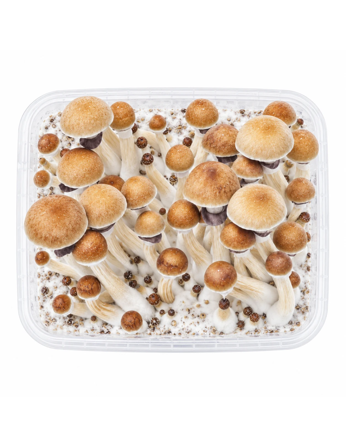 Fresh Mushrooms Growkit - MCKENNAII