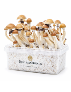 Kit de culture Fresh Mushrooms McKennaii, 1200 ml